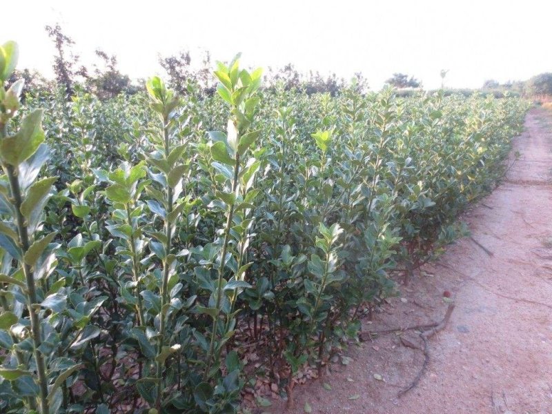 维纳斯黄金苹果苗品种保证纯度假一赔十