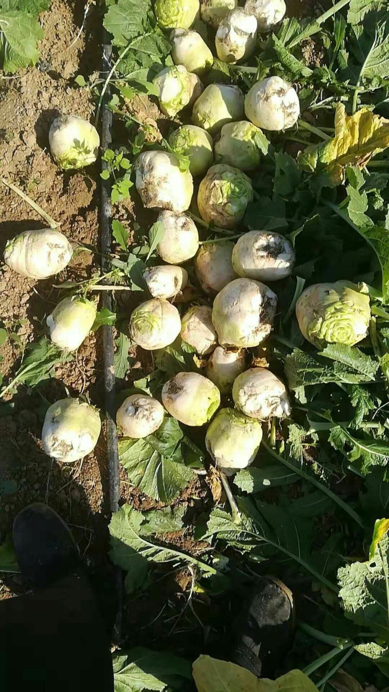 大量供应新鲜芥菜，刚上市，体形超好，个头大，鲜货