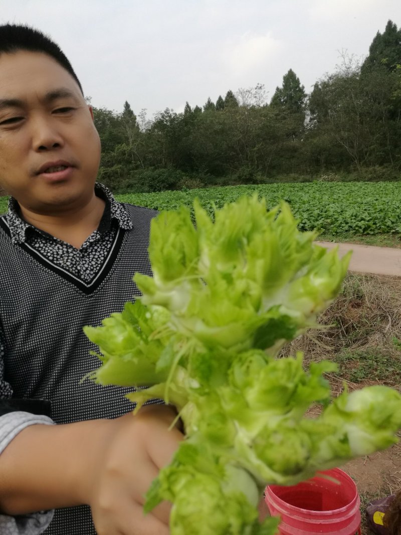 儿菜