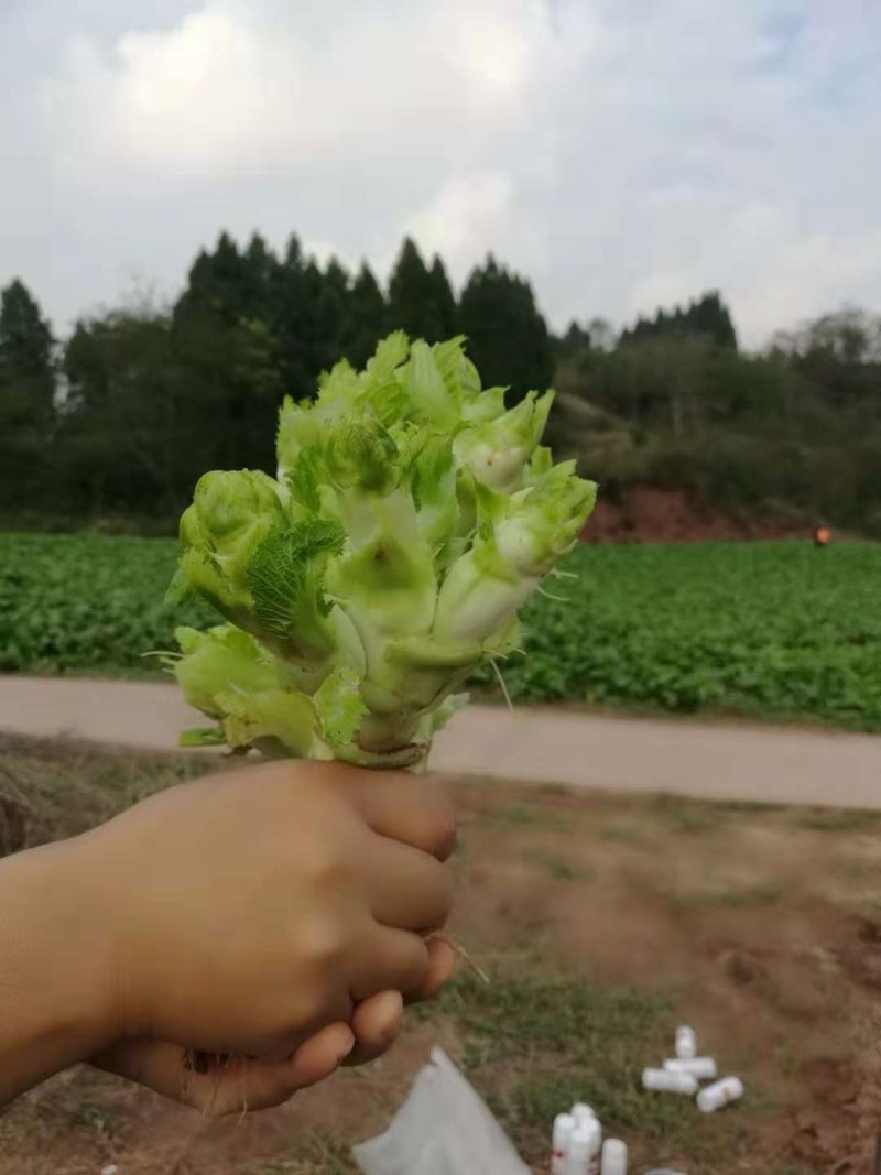 儿菜