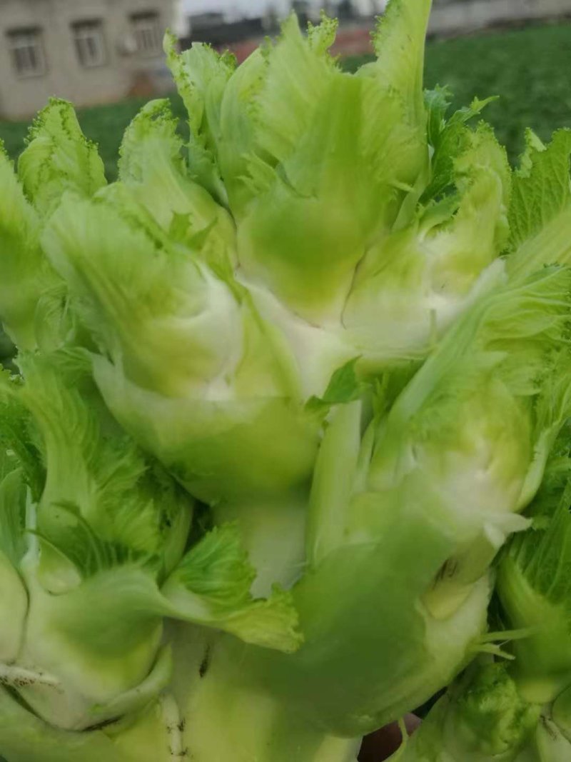 儿菜