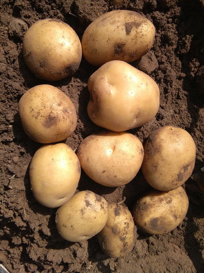 1.5~3.5两小土豆：黄心和白心齐全，质优价廉。