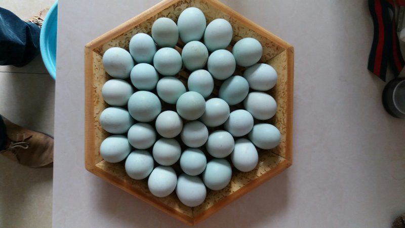 乌鸡
