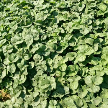 桃熏草莓苗，水蜜桃味，基地直销，加冰发货