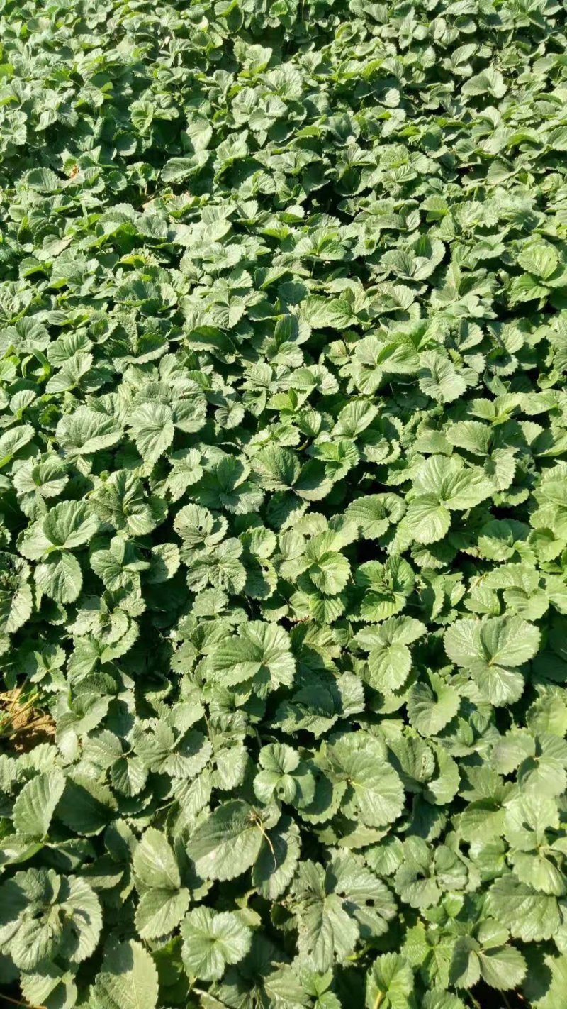 桃熏草莓苗，水蜜桃味，基地直销，加冰发货