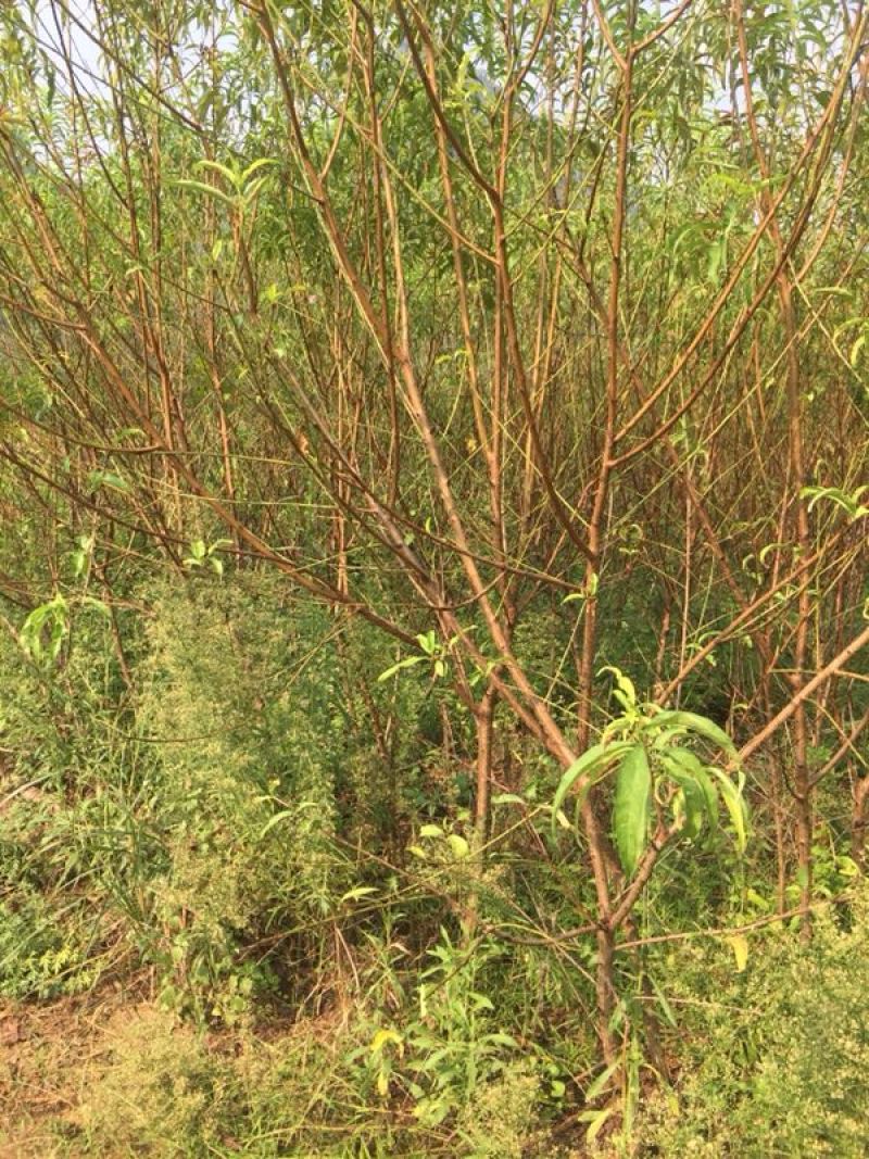 桃树苗，碧桃，果桃3至10公分