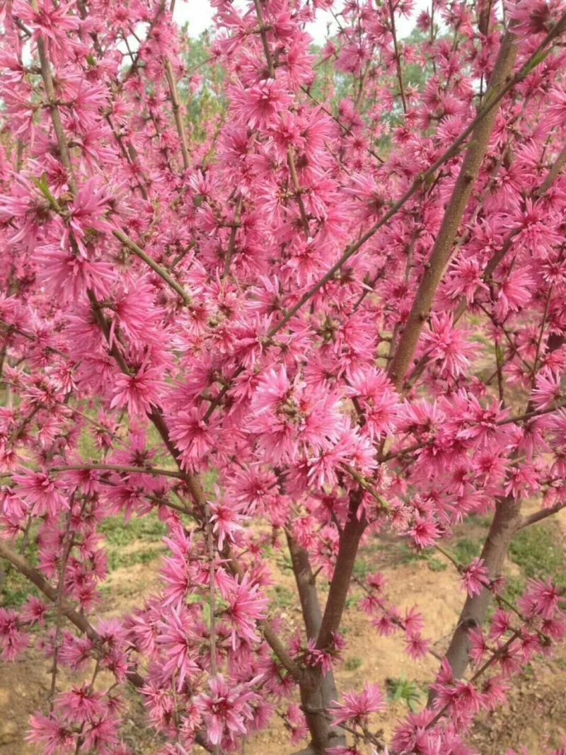 桃树苗，碧桃，果桃3至10公分
