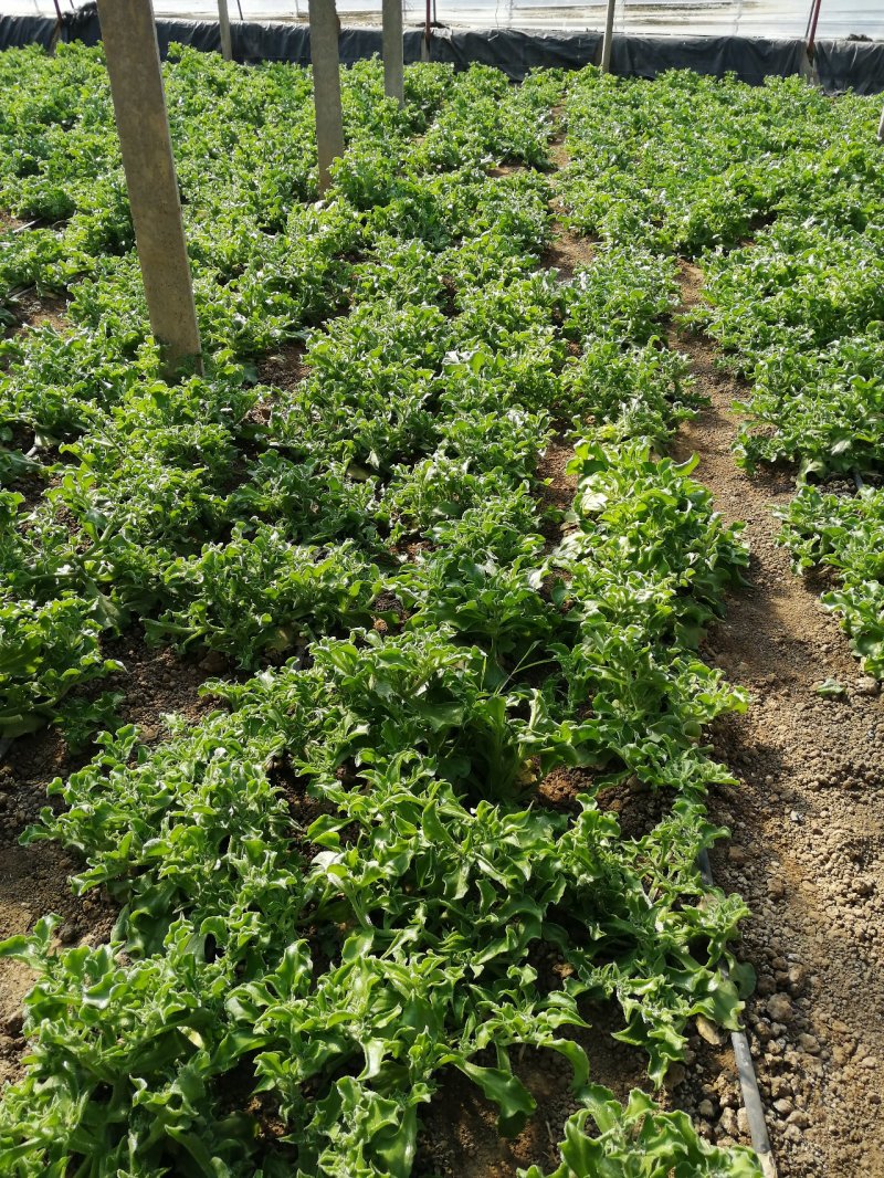 山东大叶冰菜，寿光市新鲜冰草，9月份大量上市