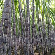 基地每天时价广西甘蔗产地批发2.5~2.8米全国发