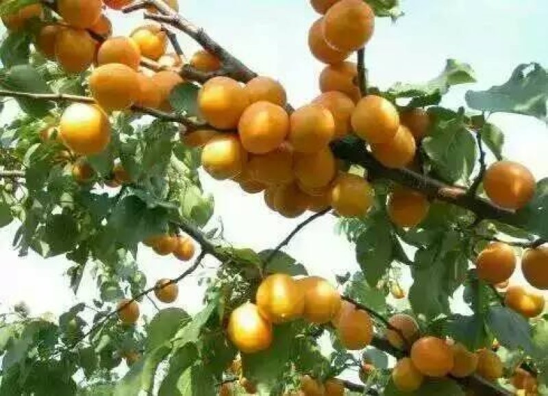 珍珠油杏树苗，中国油杏发源地，保证树苗纯度，保证成活率，
