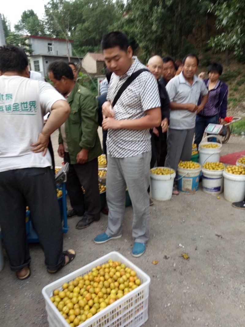 珍珠油杏树苗，中国油杏发源地，保证树苗纯度，保证成活率，