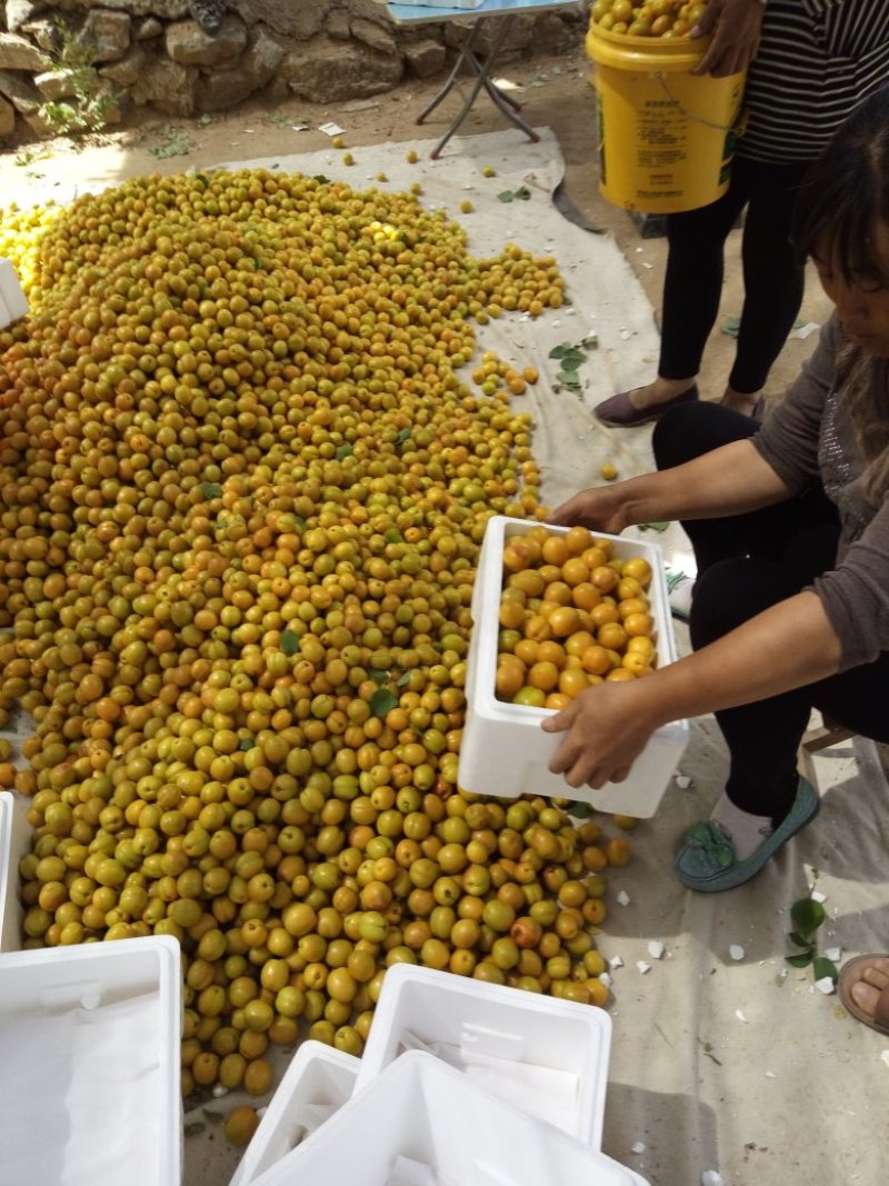 珍珠油杏树苗，中国油杏发源地，保证树苗纯度，保证成活率，