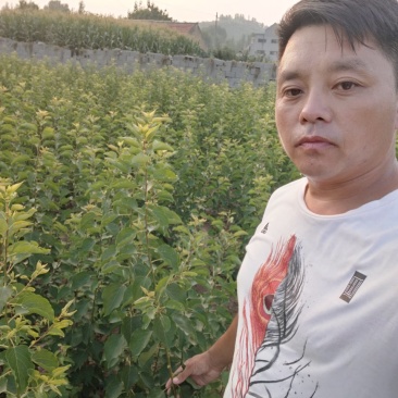 珍珠油杏树苗，中国油杏发源地，保证树苗纯度，保证成活率，