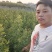 珍珠油杏树苗，中国油杏发源地，保证树苗纯度，保证成活率，