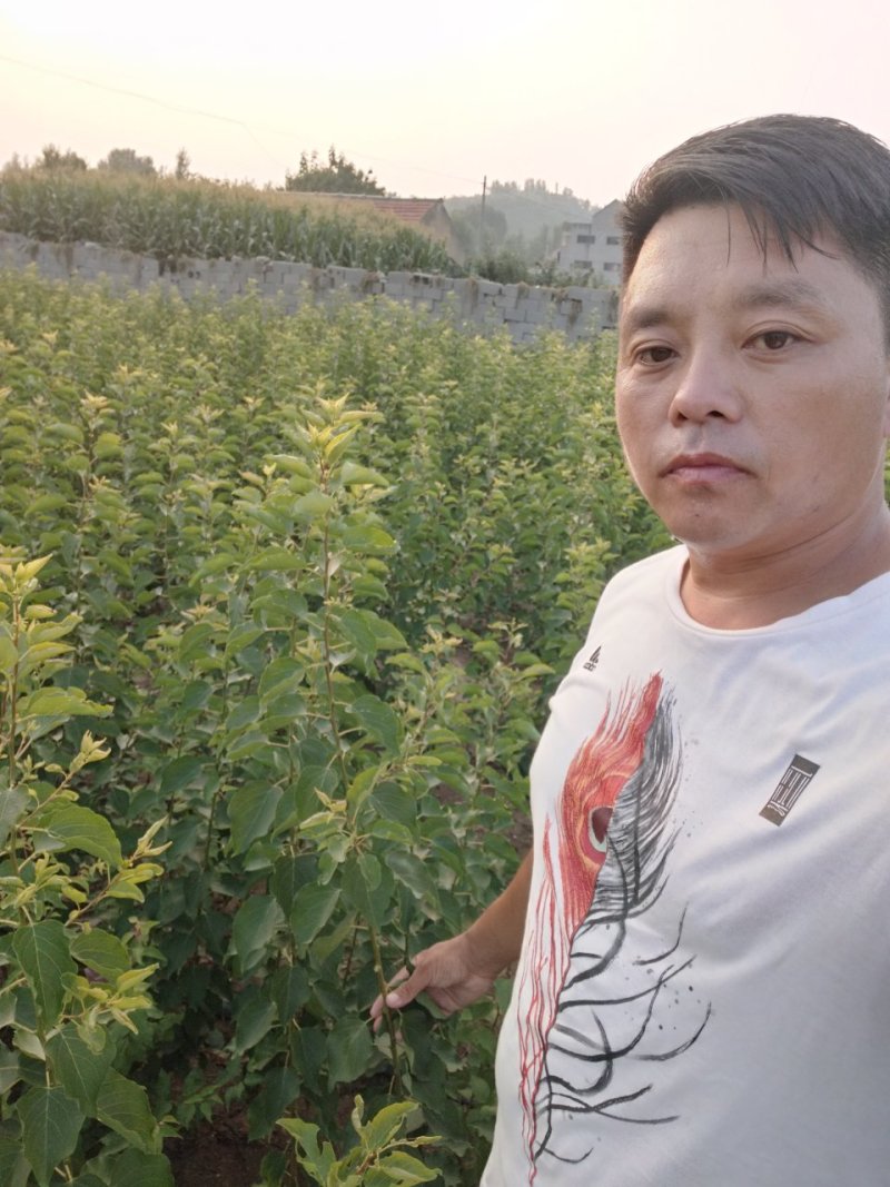 珍珠油杏树苗，中国油杏发源地，保证树苗纯度，保证成活率，