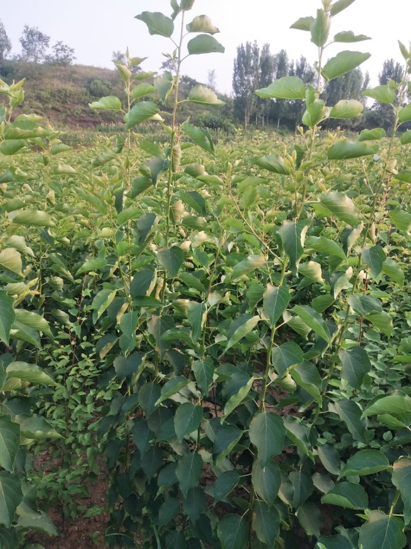 珍珠油杏树苗，中国油杏发源地，保证树苗纯度，保证成活率，