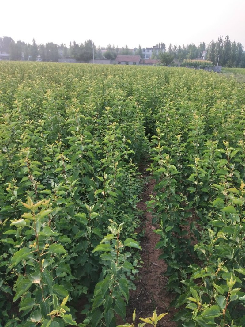 珍珠油杏树苗，中国油杏发源地，保证树苗纯度，保证成活率，