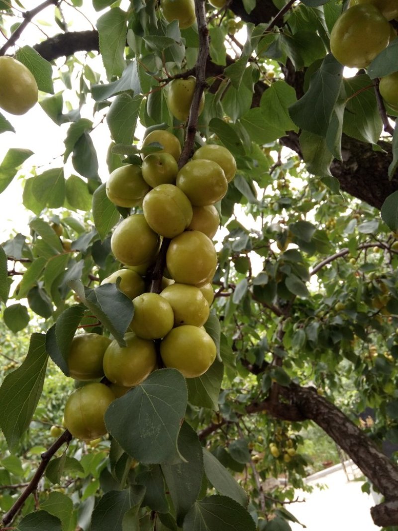 珍珠油杏