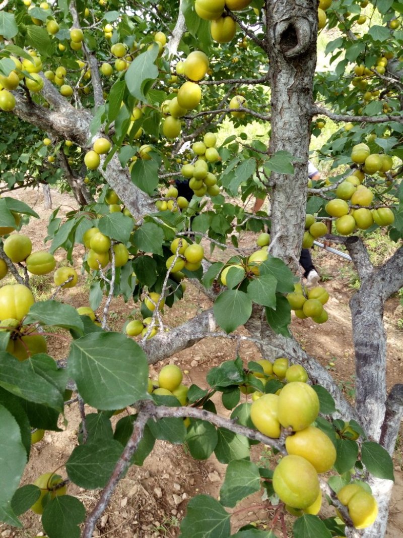 珍珠油杏