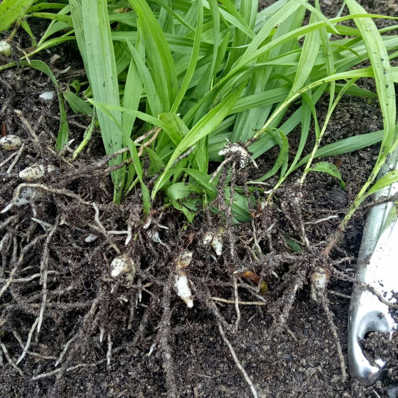 二代白及苗紫花