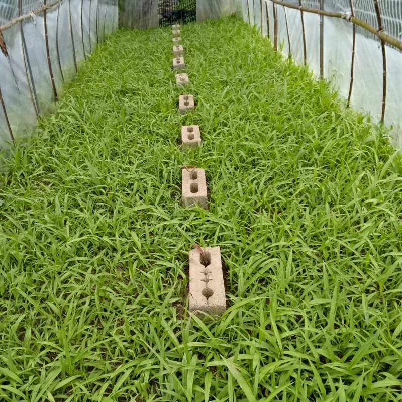 二代白及苗紫花