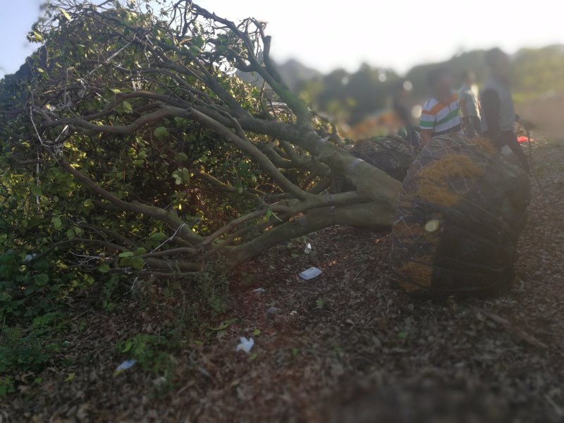 柚子树生苗熟苗产地农户价