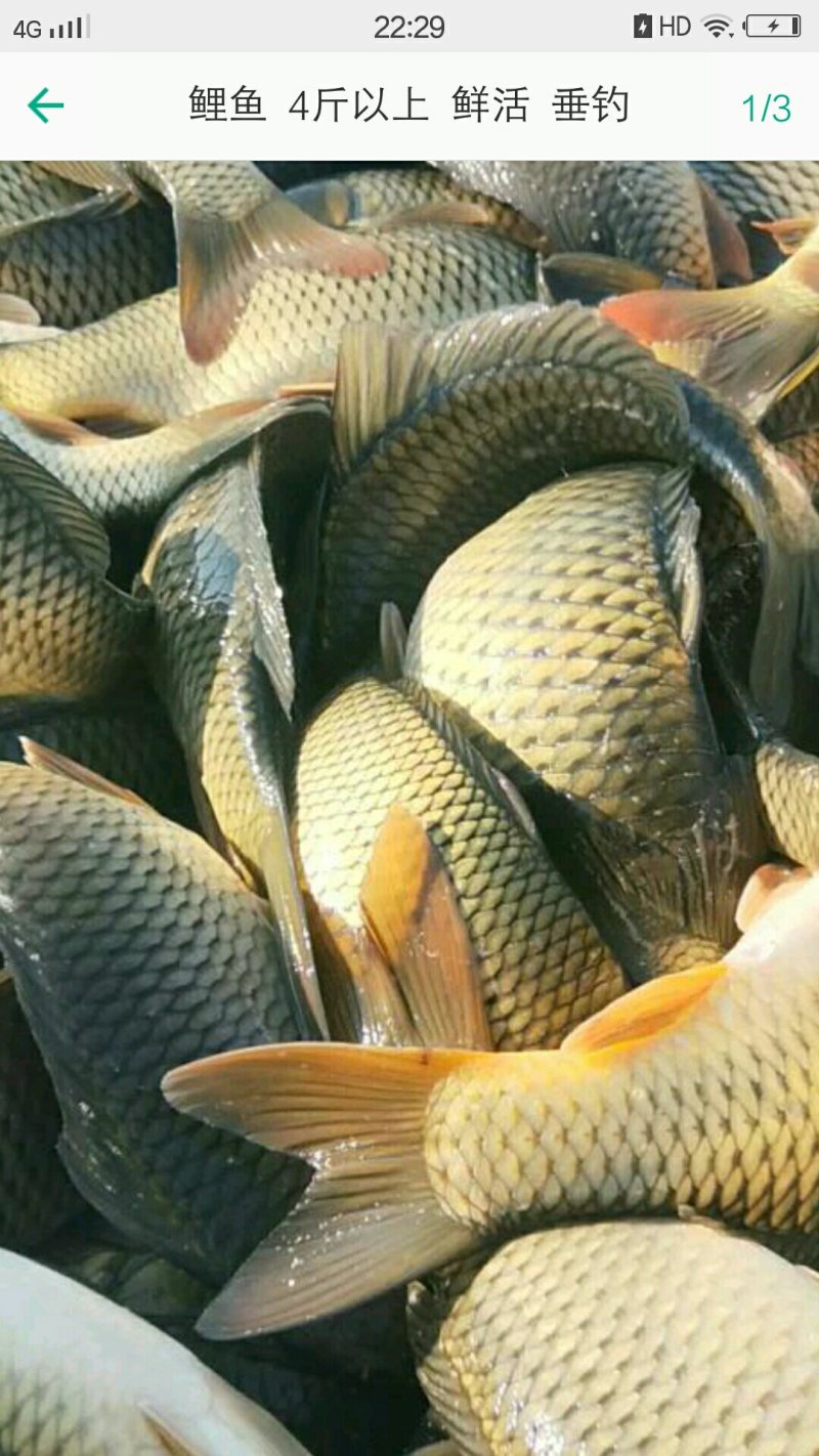 野生鲤鱼