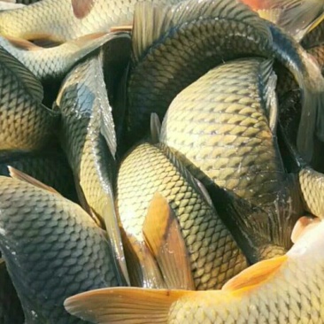 野生鲤鱼