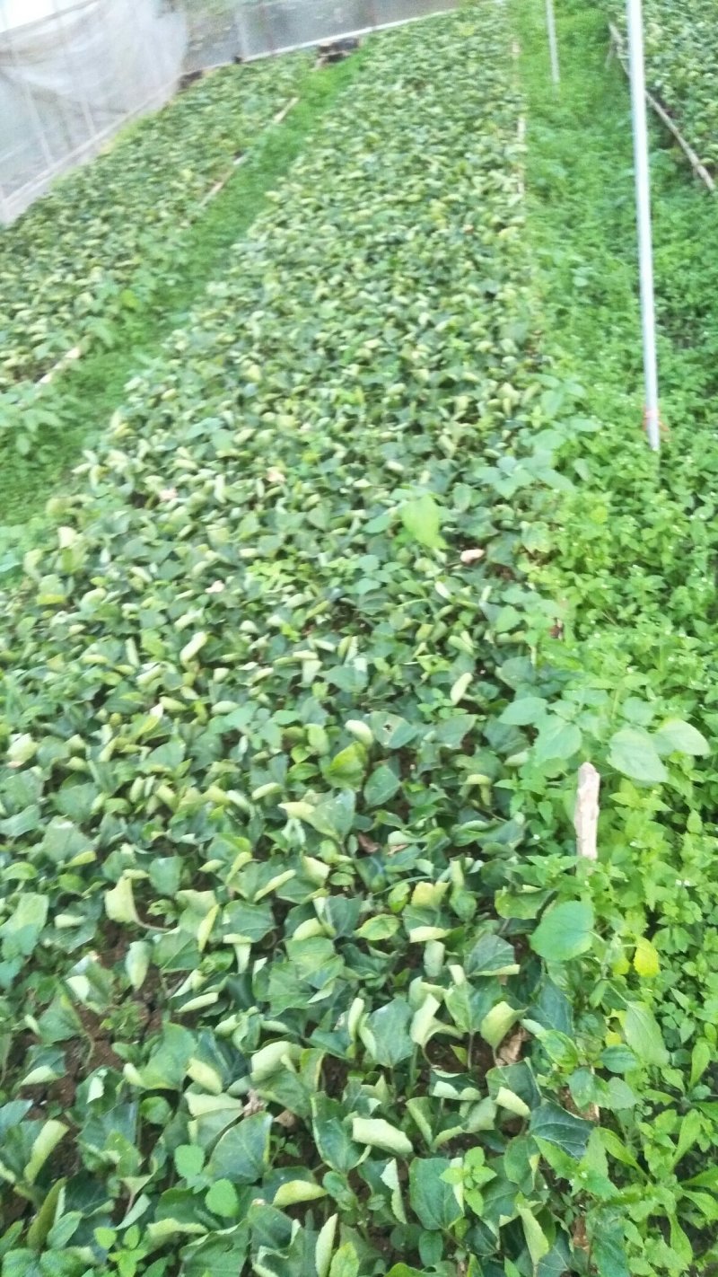 黄金百香果
