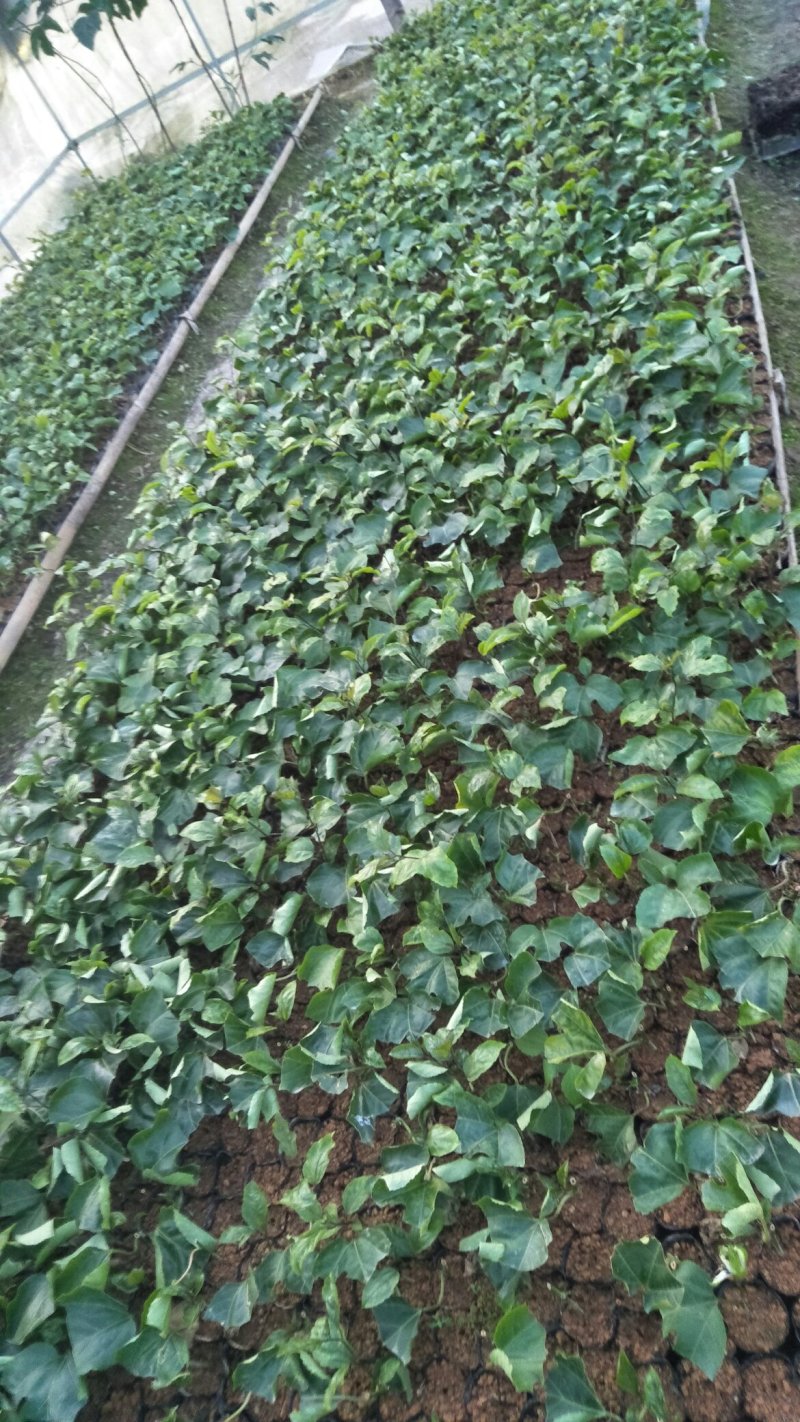 黄金百香果