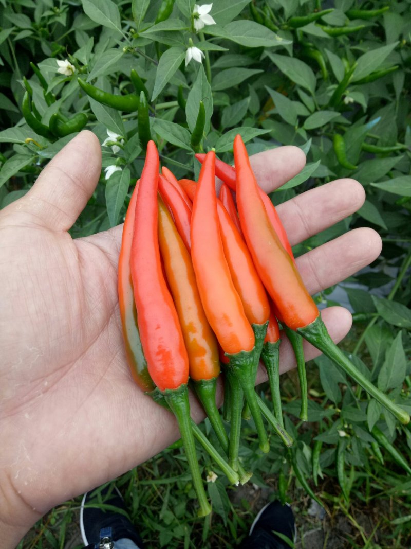 【荐】朝天椒～广西产地直供大量有货对接各级客商欢迎联系