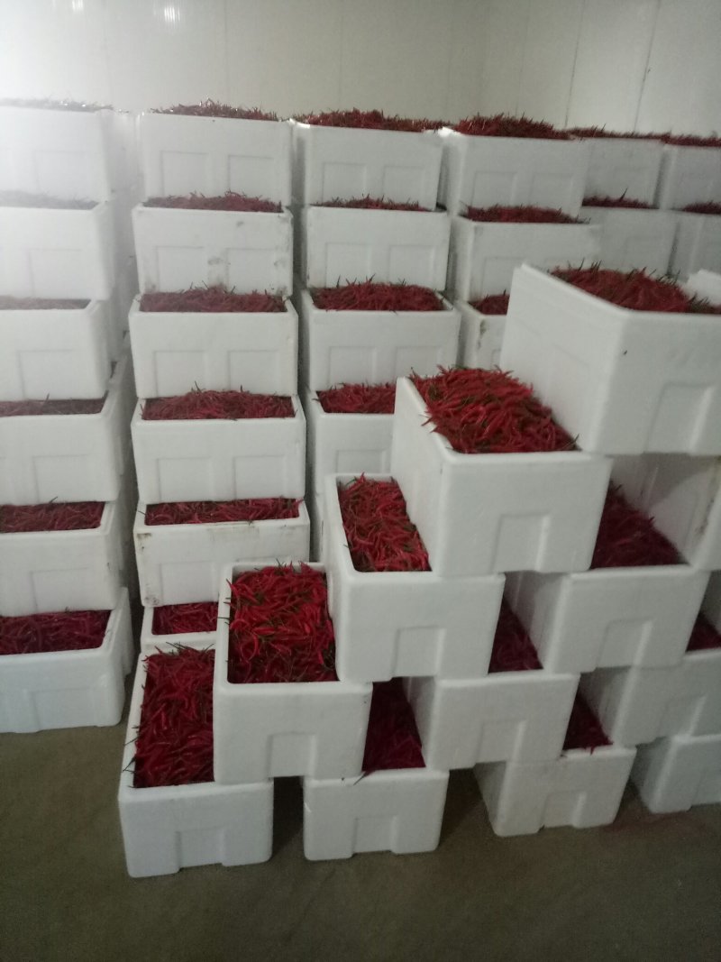 【荐】朝天椒～广西产地直供大量有货对接各级客商欢迎联系