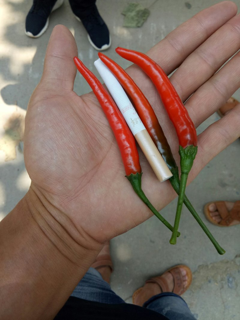 【荐】朝天椒～广西产地直供大量有货对接各级客商欢迎联系