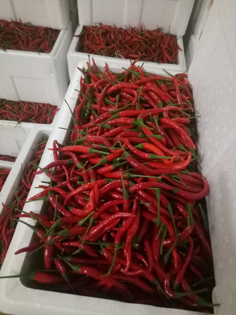 【荐】朝天椒～广西产地直供大量有货对接各级客商欢迎联系