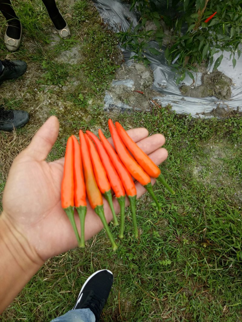 【荐】朝天椒～广西产地直供大量有货对接各级客商欢迎联系