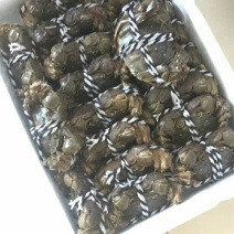 大闸蟹