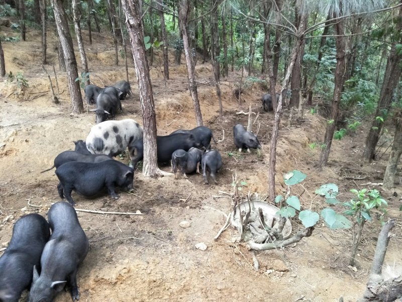 生态散养黑香猪