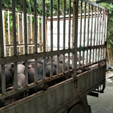 生态散养黑香猪