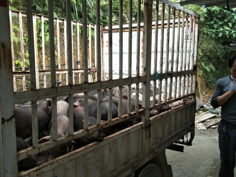 生态散养黑香猪