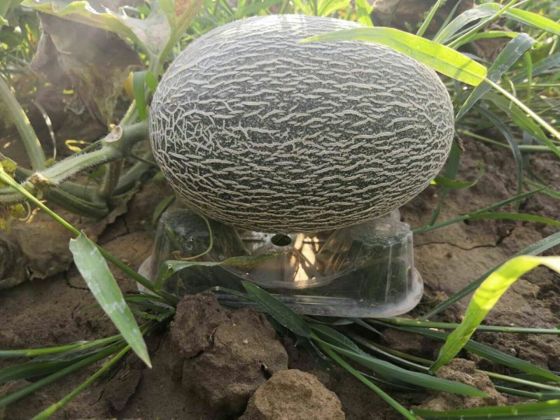 西州蜜