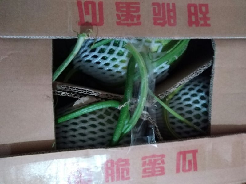 西州蜜