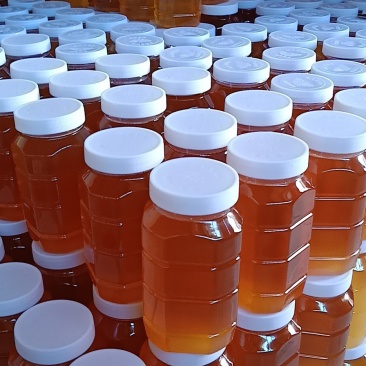 新疆伊犁高加索黑蜂蜂蜜