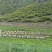 新疆伊犁高加索黑蜂蜂蜜