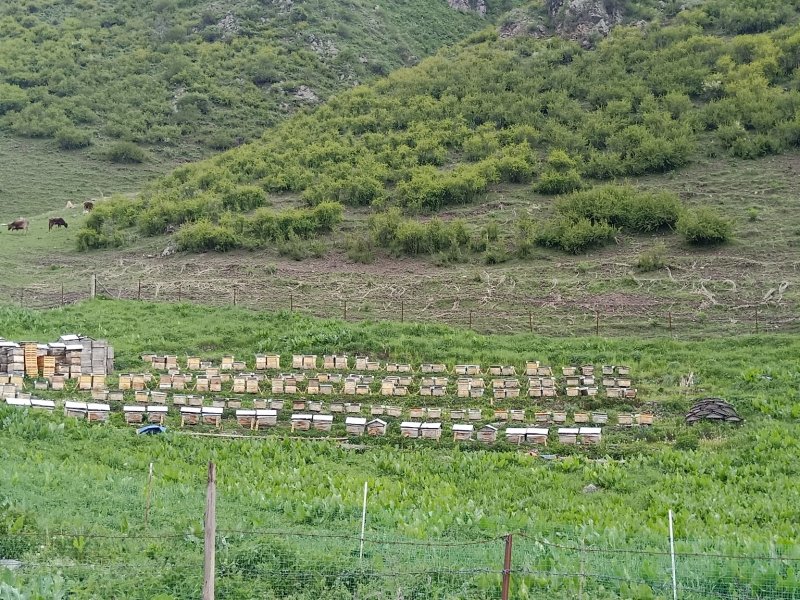 新疆伊犁高加索黑蜂蜂蜜