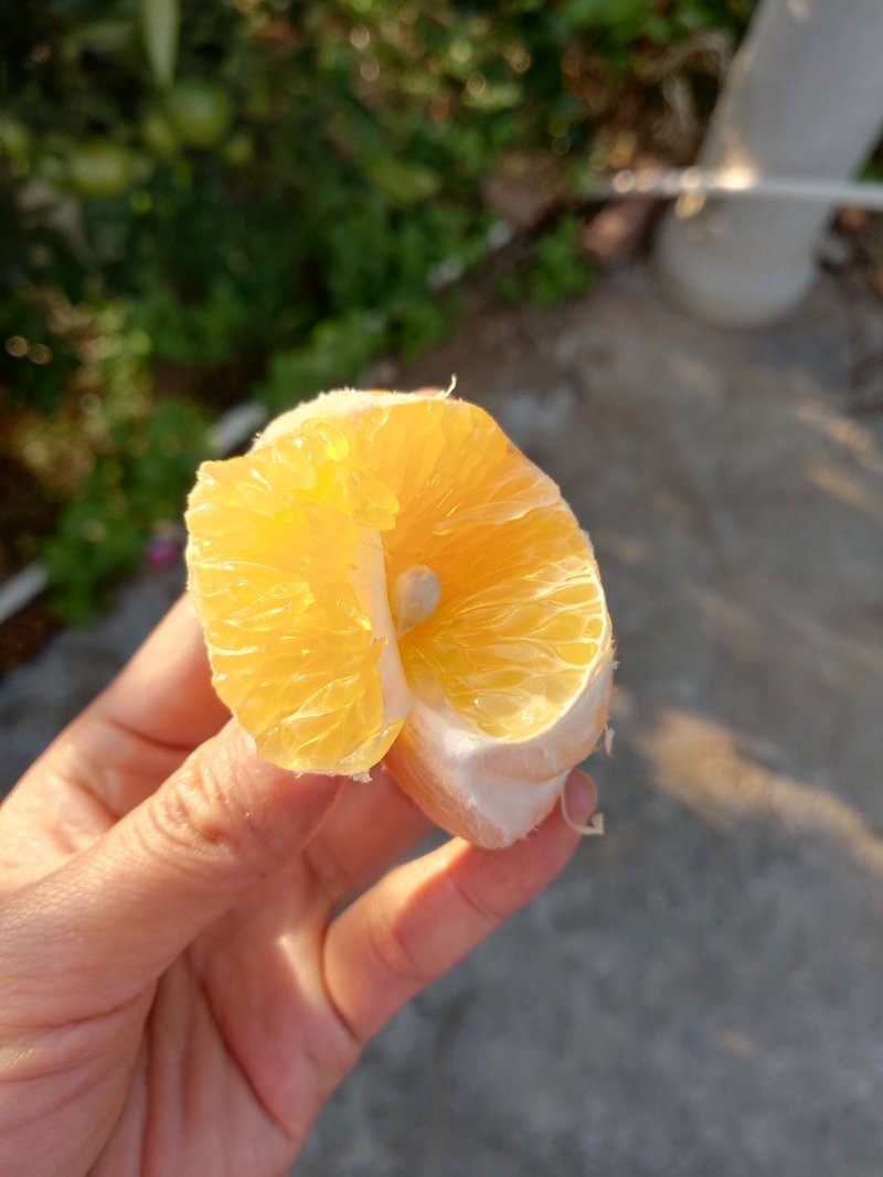 苦柑/瓯柑