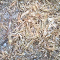 河虾，冻虾，大量现货，