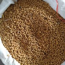 供应大量优质黄豆，是长春产地的