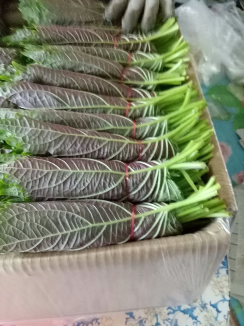 紫苏子叶冷库打冷发货，腌制苏子叶