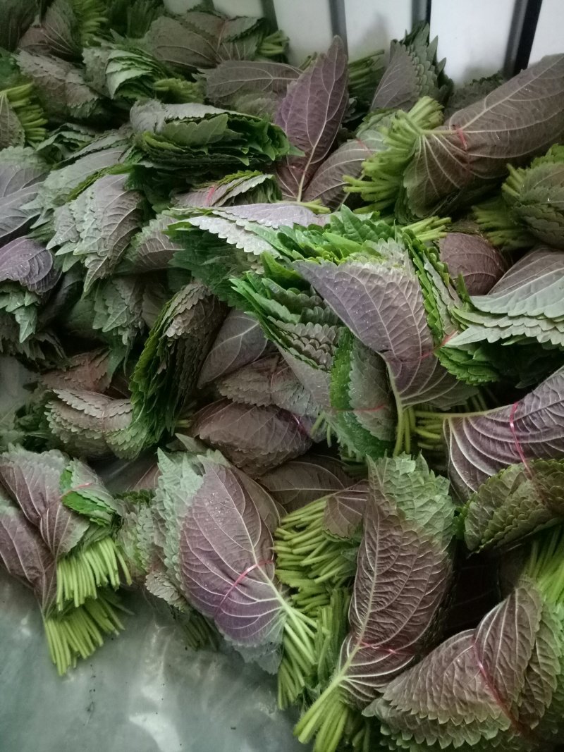 紫苏子叶冷库打冷发货，腌制苏子叶