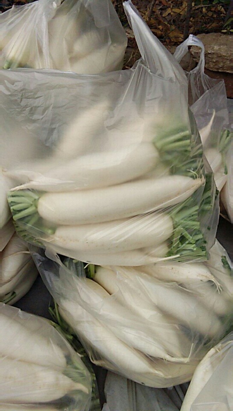 白萝卜上市了一斤到二斤半的
